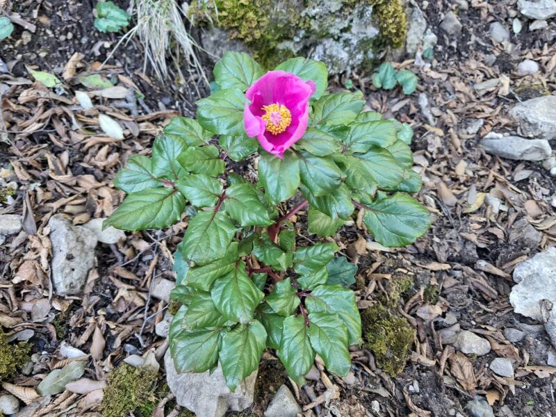 gennargentu-rosa-peonia