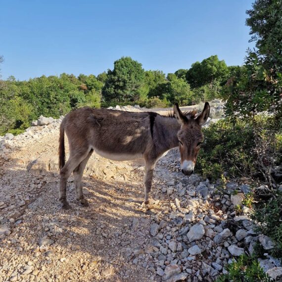 selvaggio-blu-baunei-ogliastra-supramonte-ogliastra