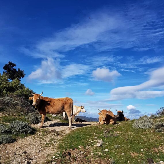 tour-ad-orgosolo-supramonte-monte-fumai