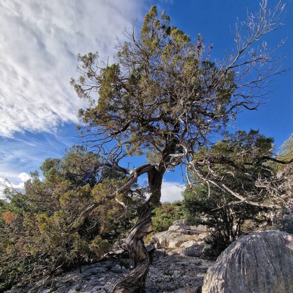 ginepro-cuile-sos-mojos-supramonte-dorgali-barbagia-escursione