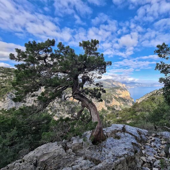 mudaloru-escursione-selvaggio-blu-ogliastra-supramonte-baunei