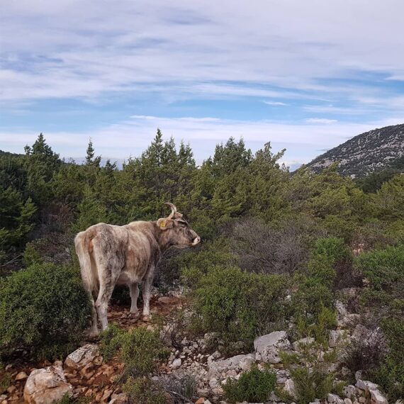 trekking-baunei-ogliastra-supramonte-serra-lattone