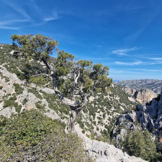 dorgali-supramonte-monticheddu-as-campanas-bacu-sarachinu