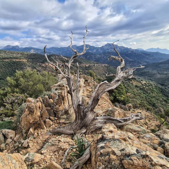 talana-ogliastra-walking-in-sardinia-trekking-sorberine