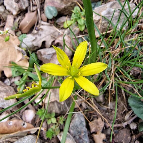 gennargentu-ogliastra-barbagia-fonni-villagrande-strisaili-trekking-walking-in-sardinia-genna-duio